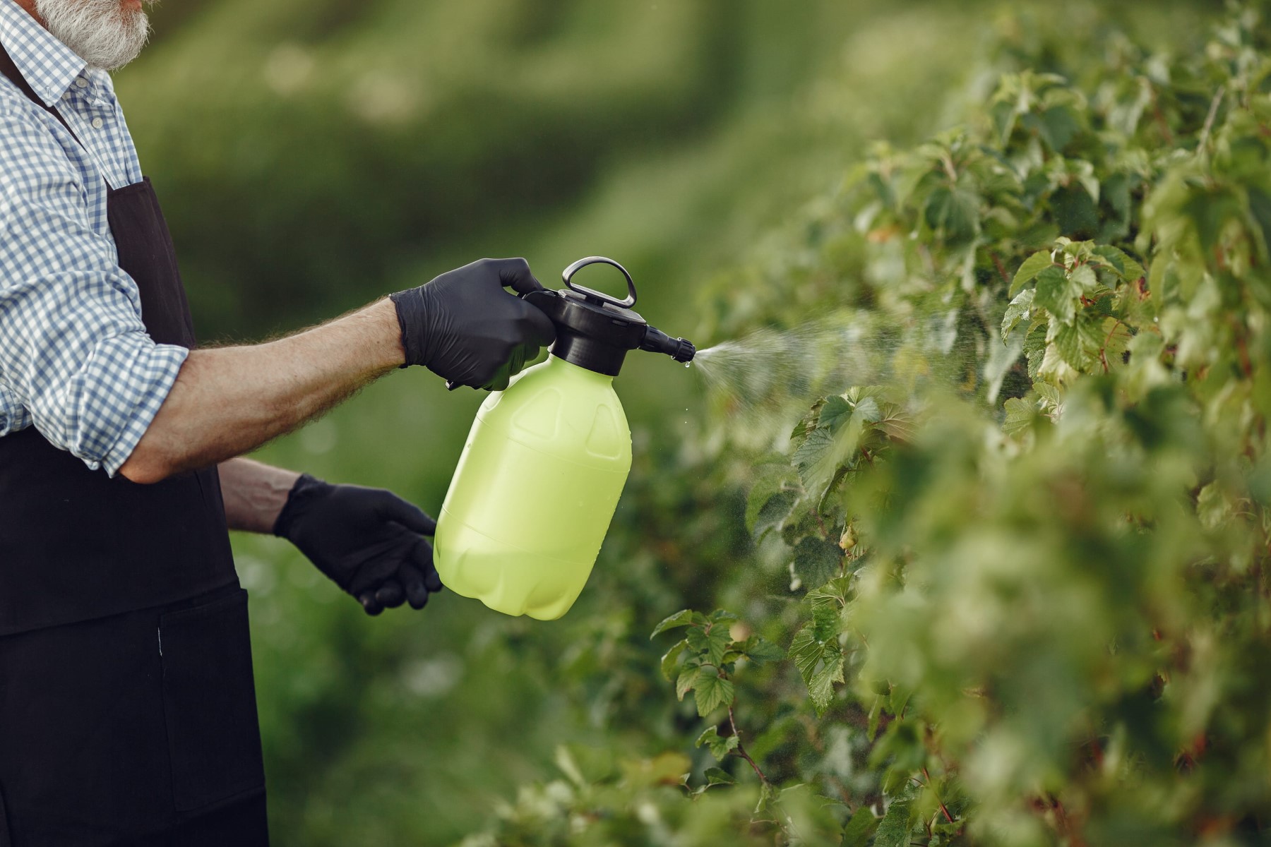 How to Protect Your Plants from Pests in a Community Garden