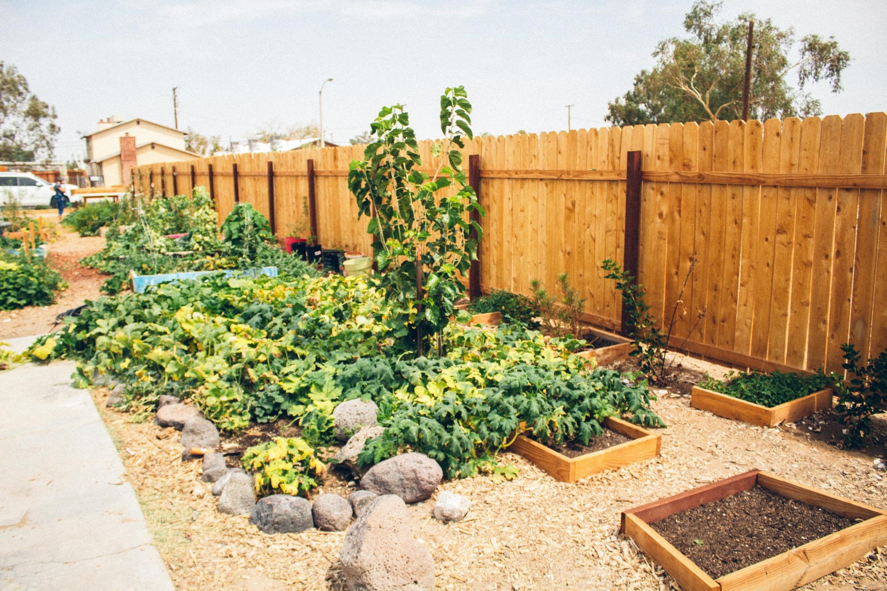 Proper Plant Spacing in a Community Garden